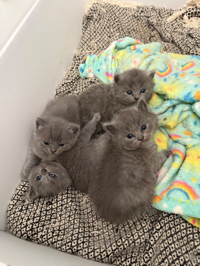 🌟 Beautiful Ragdoll x British Shorthair Kittens Available 🌟