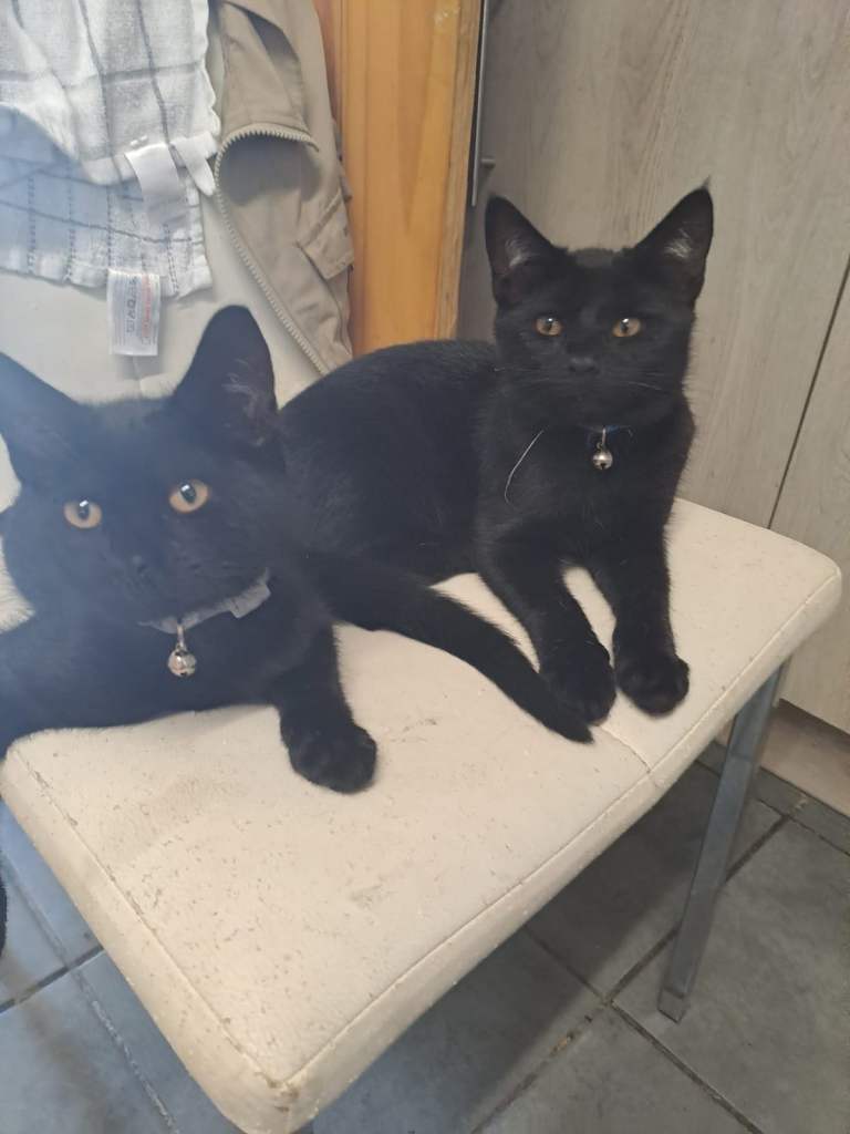 Two Black Kittens, Brothers 4 Months Old