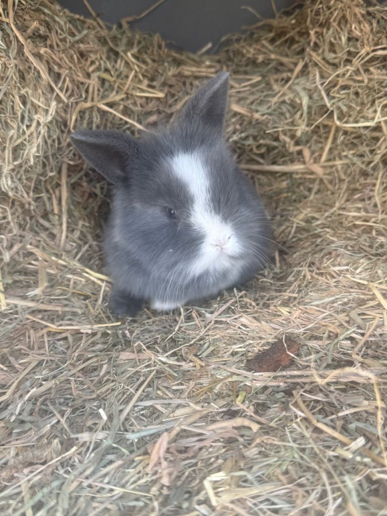 Lionhead x minilop little boy💙🐰