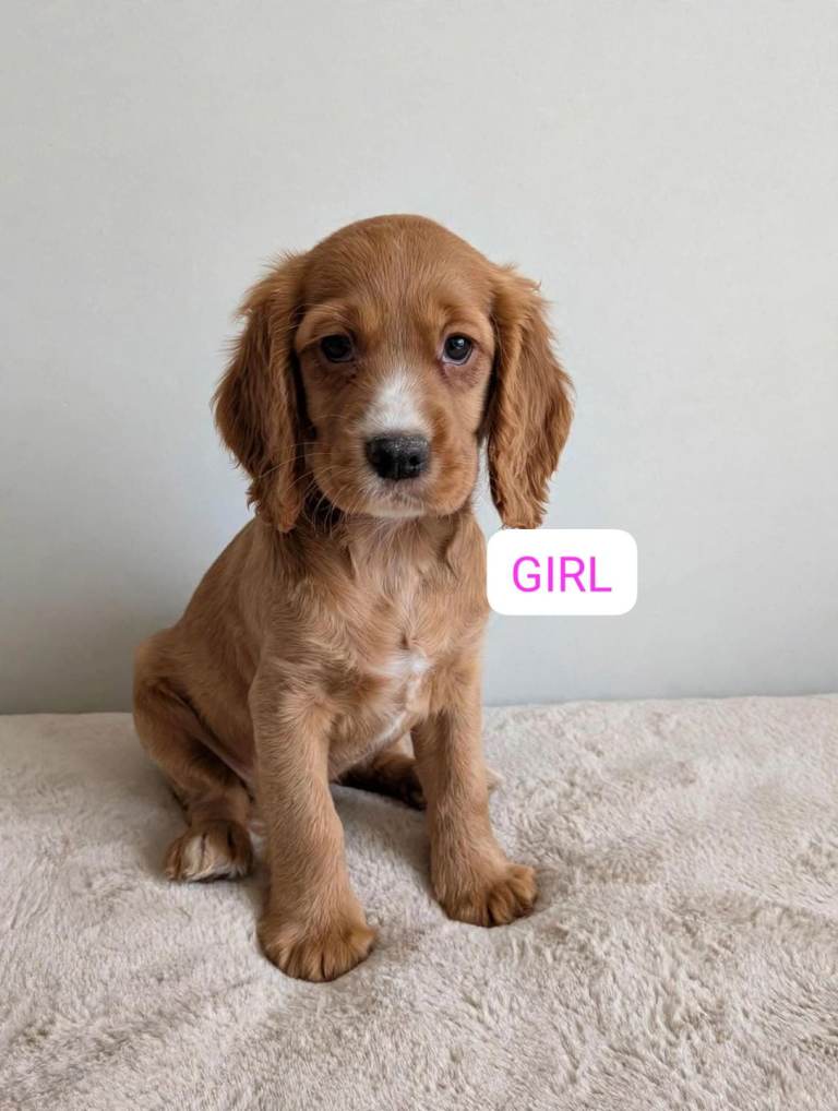 Health tested cocker spaniel pups 