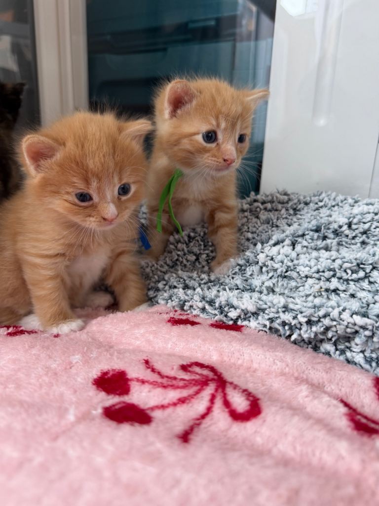 Kittens 