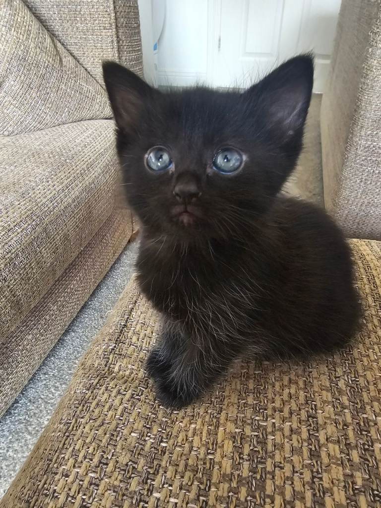 Beautiful kittens
