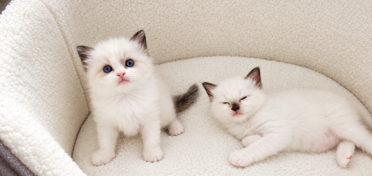 Beautiful Pure Ragdoll kittens looking for loving homes.🥰😻❤️