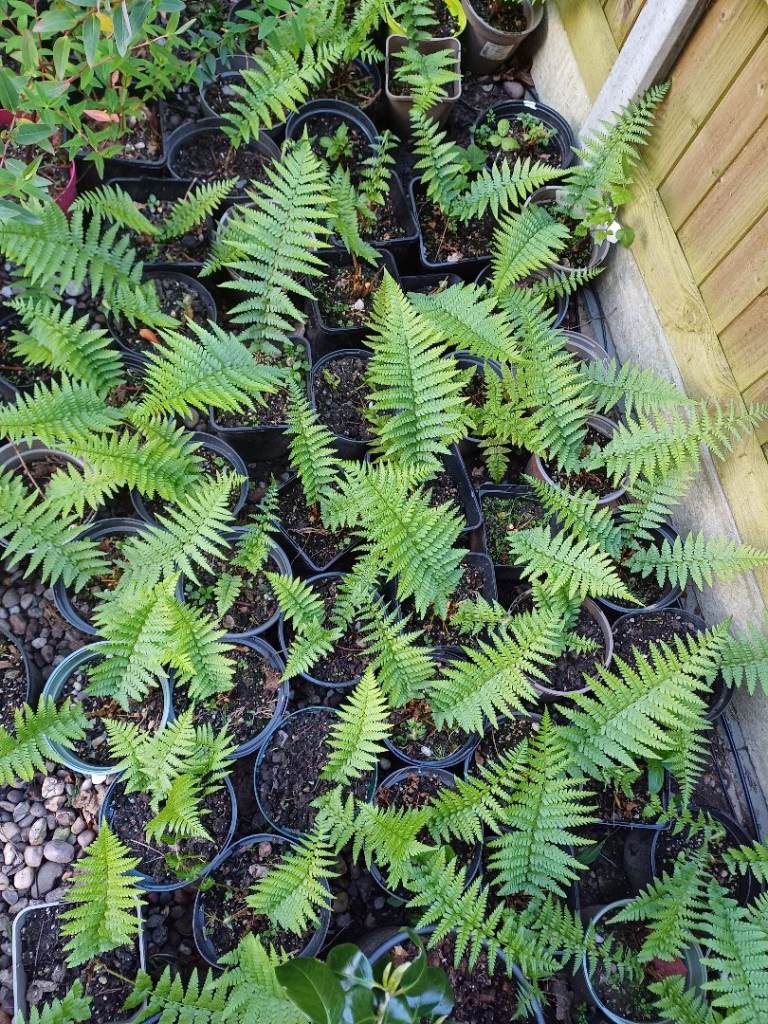 Young ferns