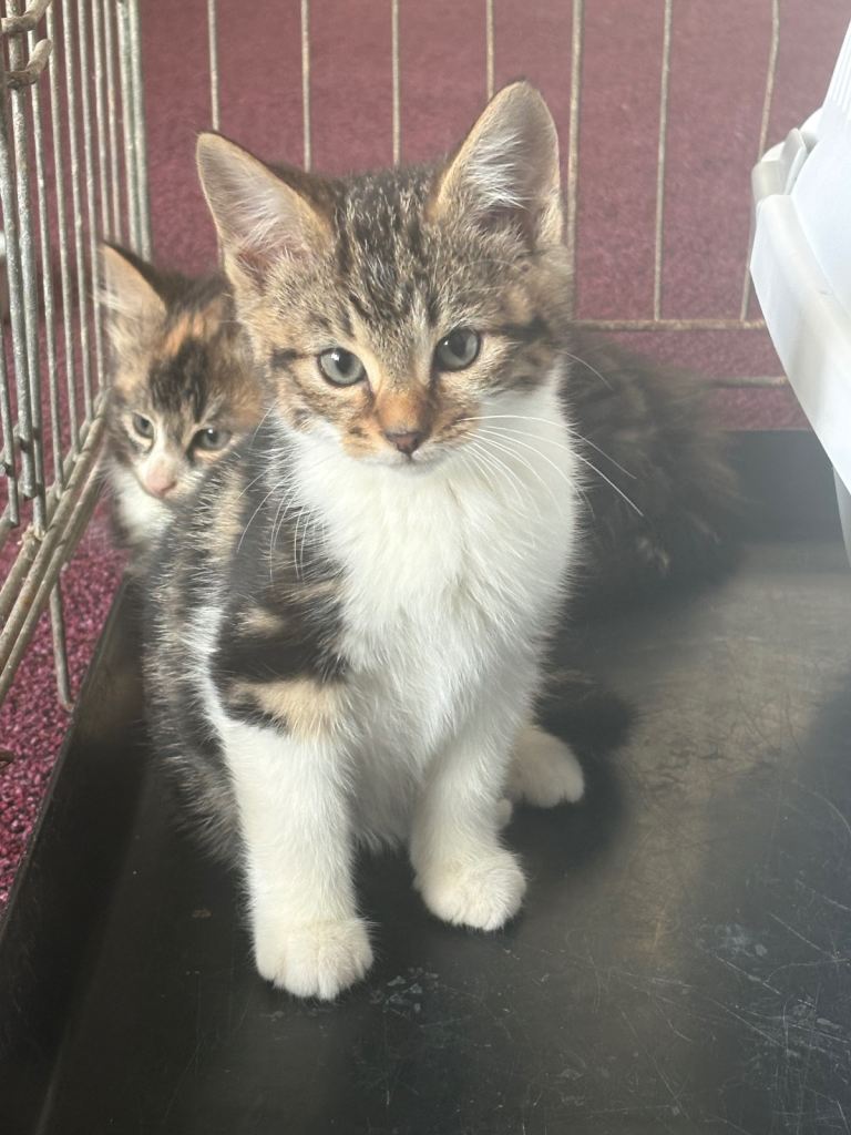  Tabby & white kitten for sale