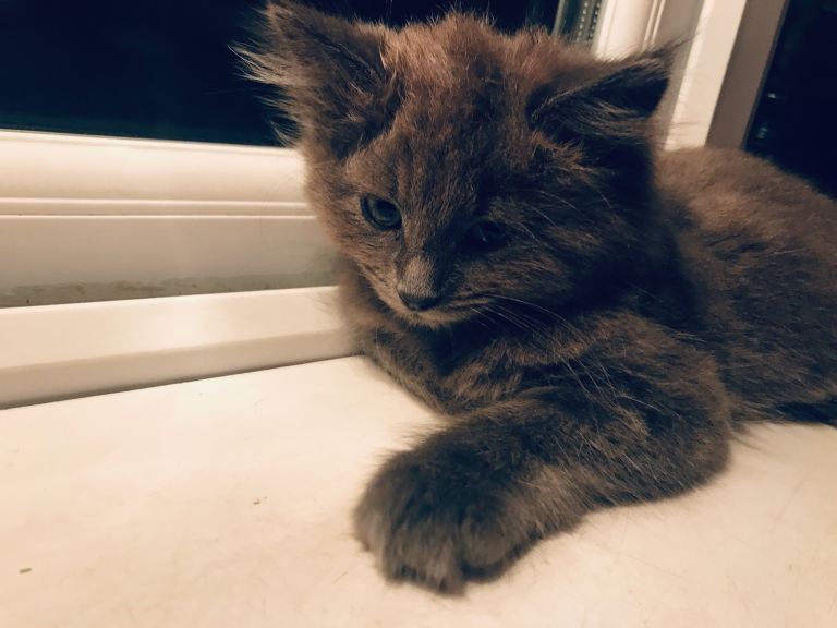 Gorgeous kittens for sale