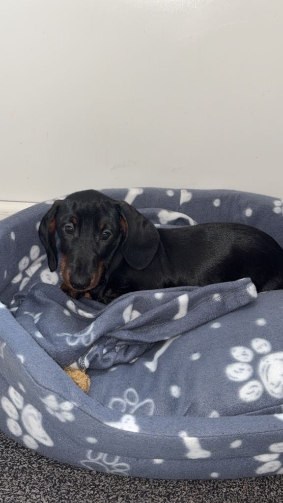 Miniature dachshund 