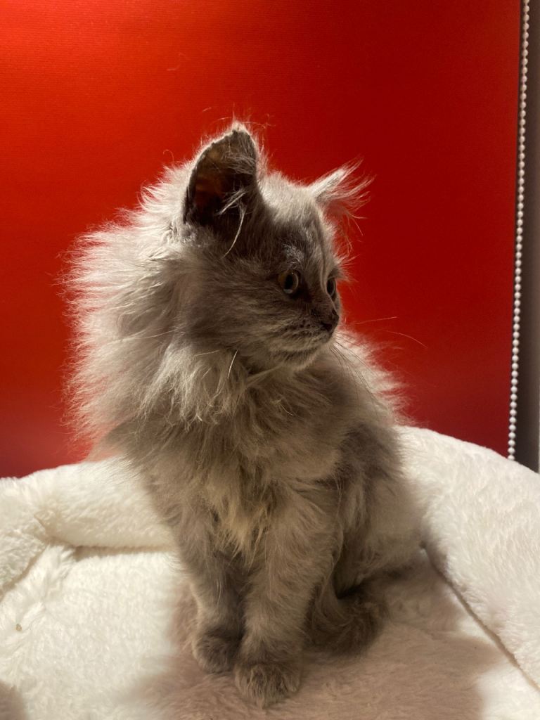 British long hair kitten