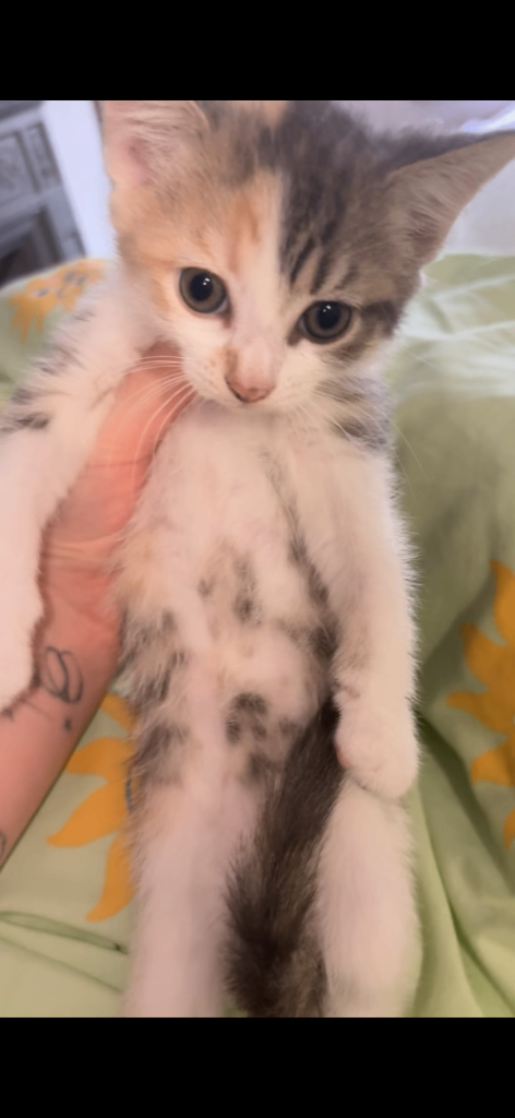 Kitten