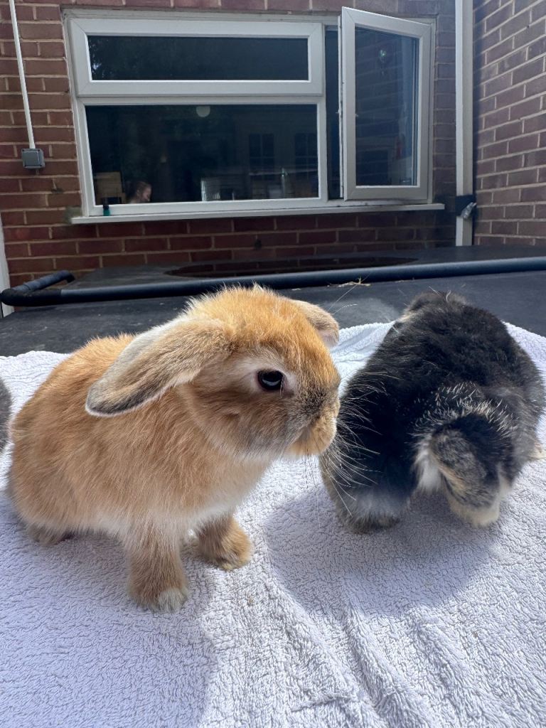Healthy very cute mini lops ready for loving homes