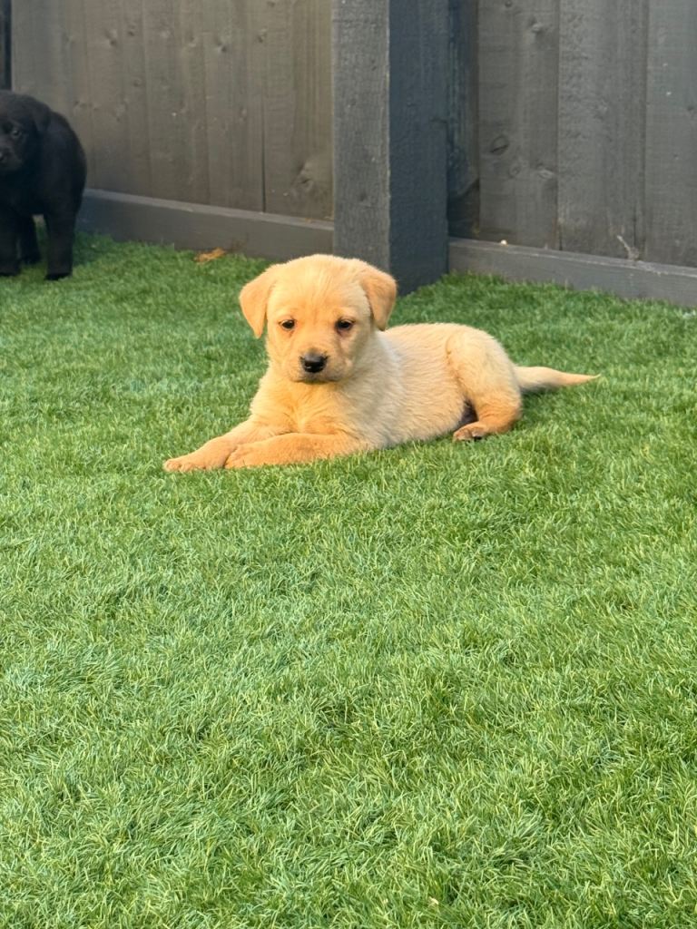 Labrador puppies 