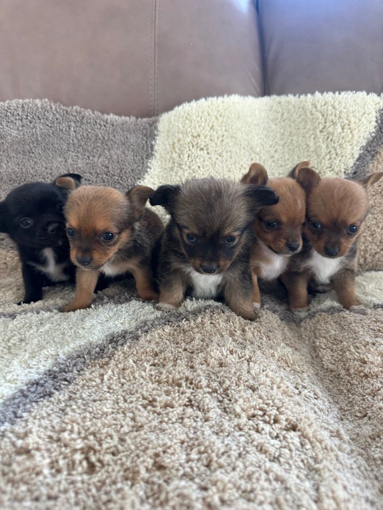 5 adorable Jack Pom puppies