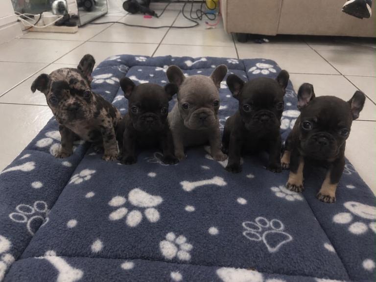 French bulldog puppies ready to reserve