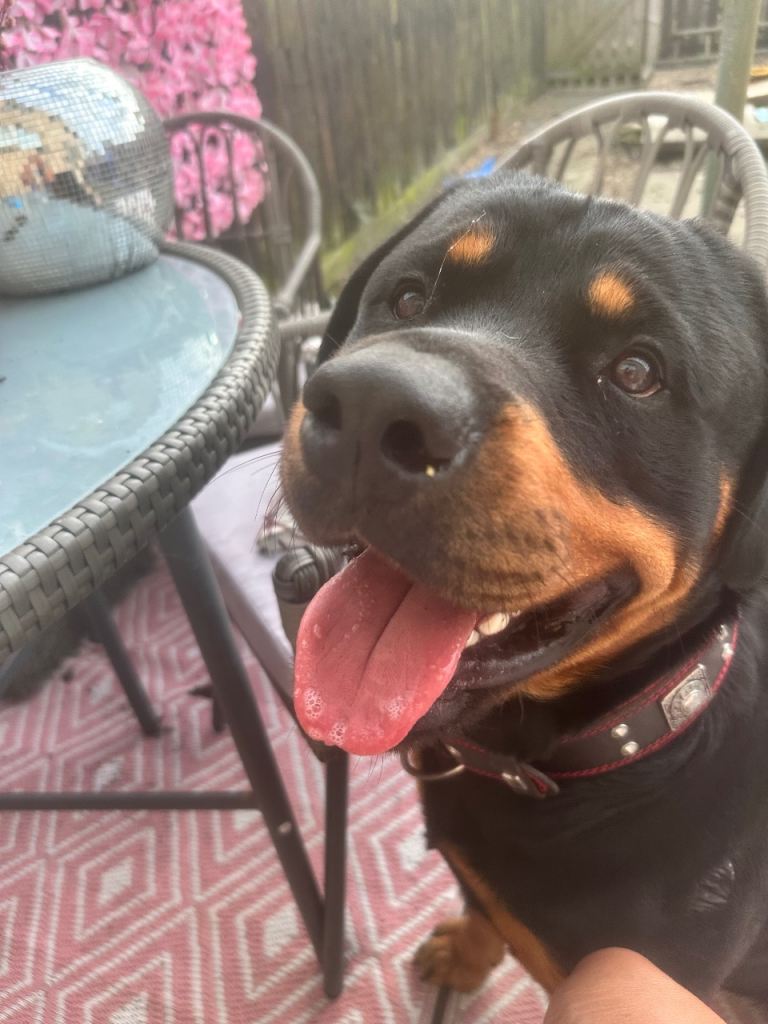 Male Rottweiller 18months 