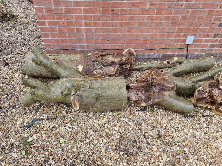 Free hard wood for collection.