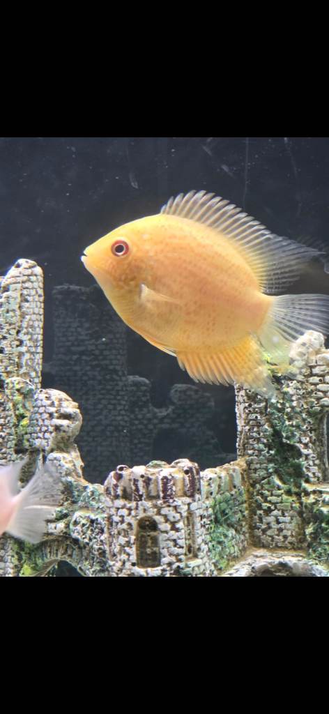 Fish for sale