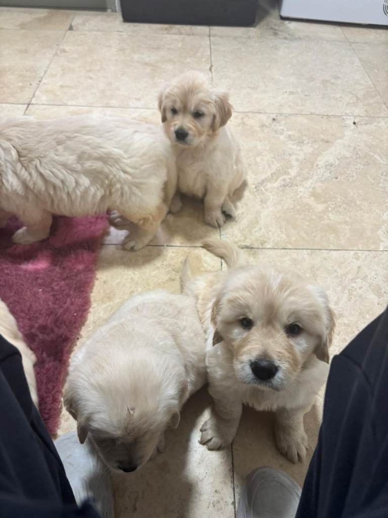Golden retriever puppies