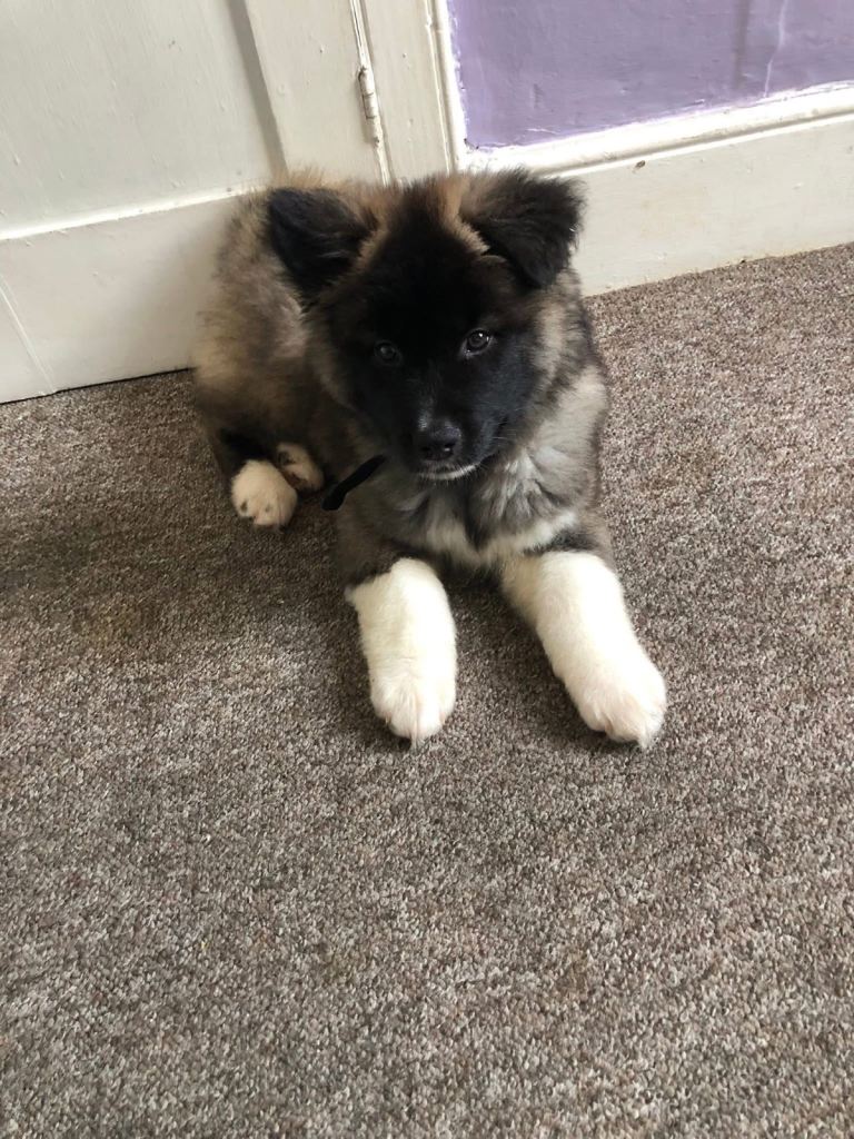 puppy Akita boy