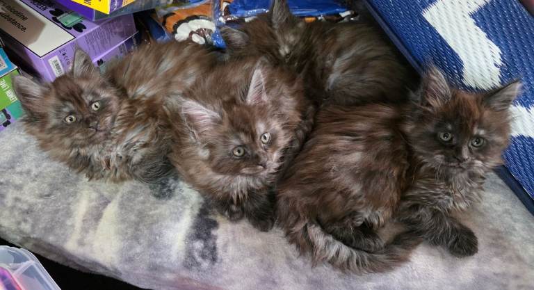 Maincoon kitten 
