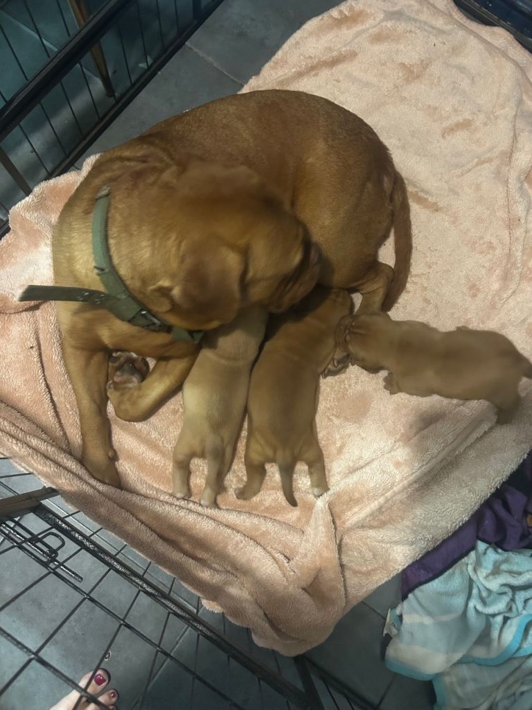 Dogue de Bordeaux pups