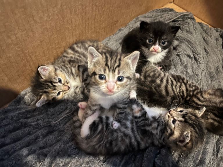 Kittens ready 8 January 