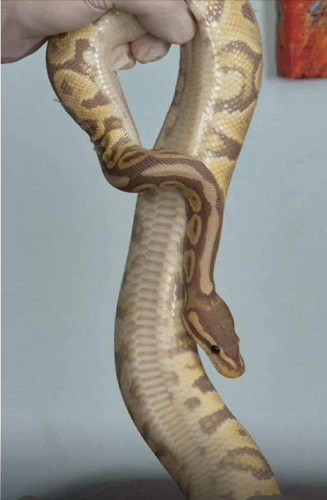 Banana ball python and set up
