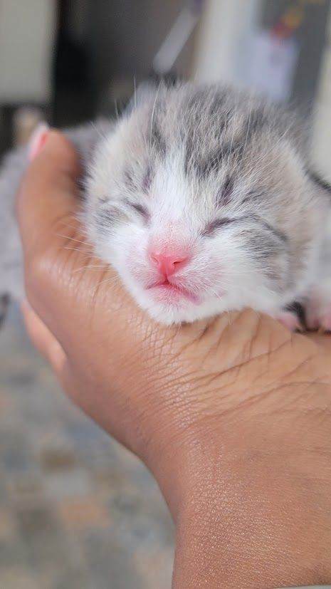 GORGEOUS KITTENS VARIOUS COLOURS, VERY CUTE