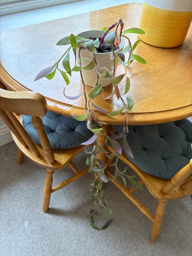 Selection of houseplants - see prices in ad