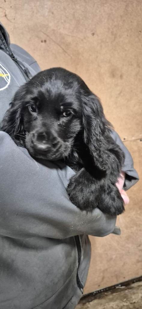 Cocker spaniel pups