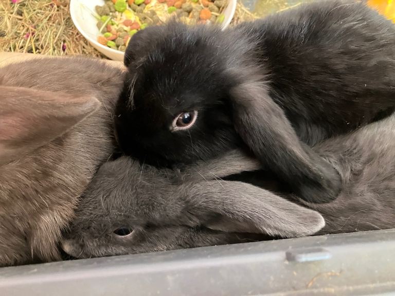 Mini lop rabbits 