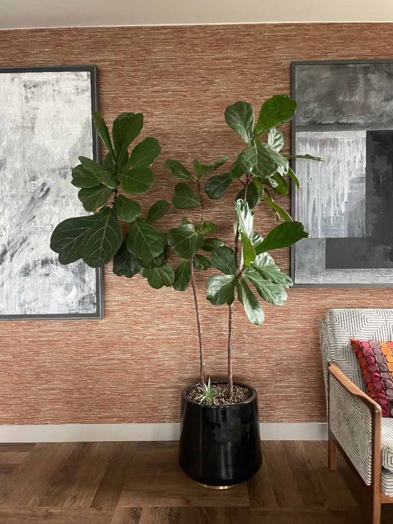 Fiddle fig leaf and planter