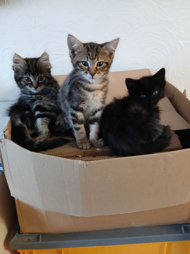 Kittens 2 female Tabby 1 male black
