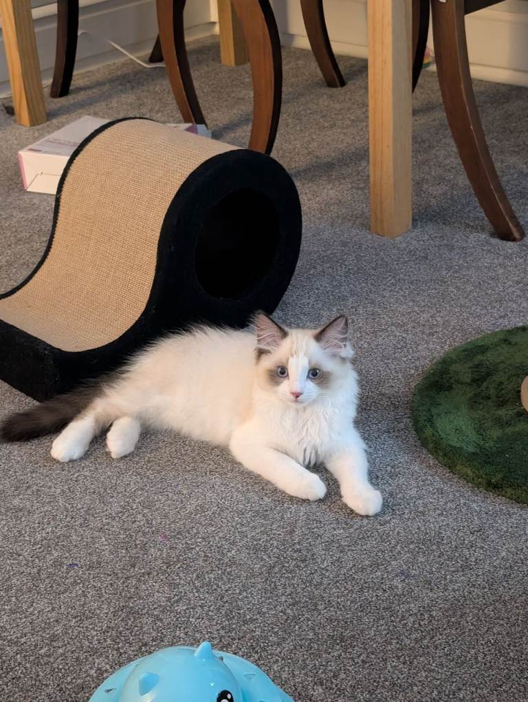 Gorgeous Ragdoll Kitten - Lucky