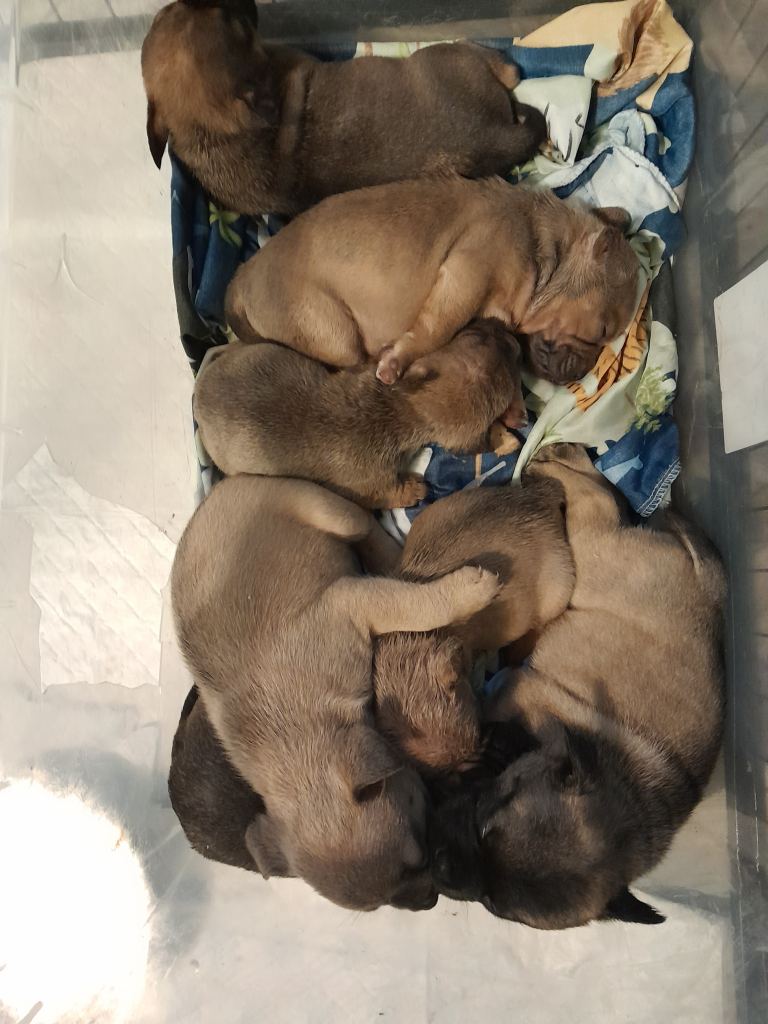 French bulldog x pups 