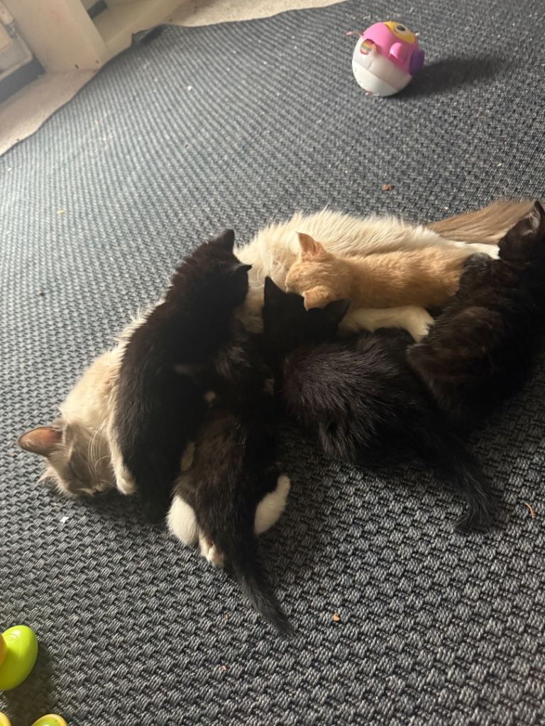 Kittens 