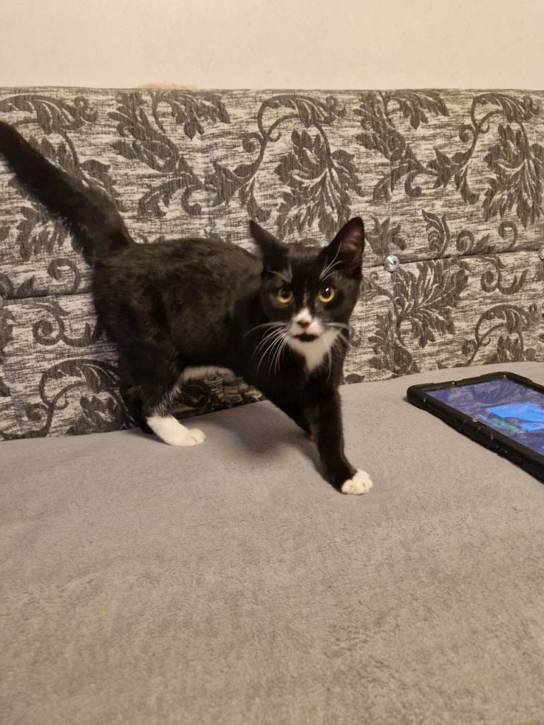 Lost male kitten approx 3 month old