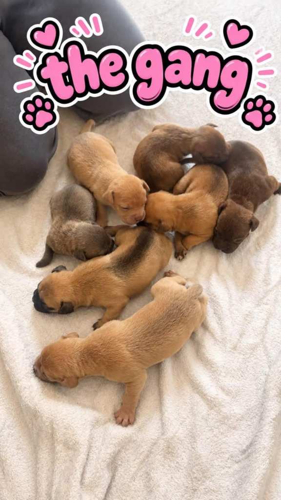 American bulldog puppies