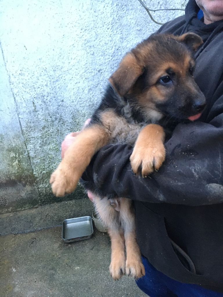 German Shepard pups 