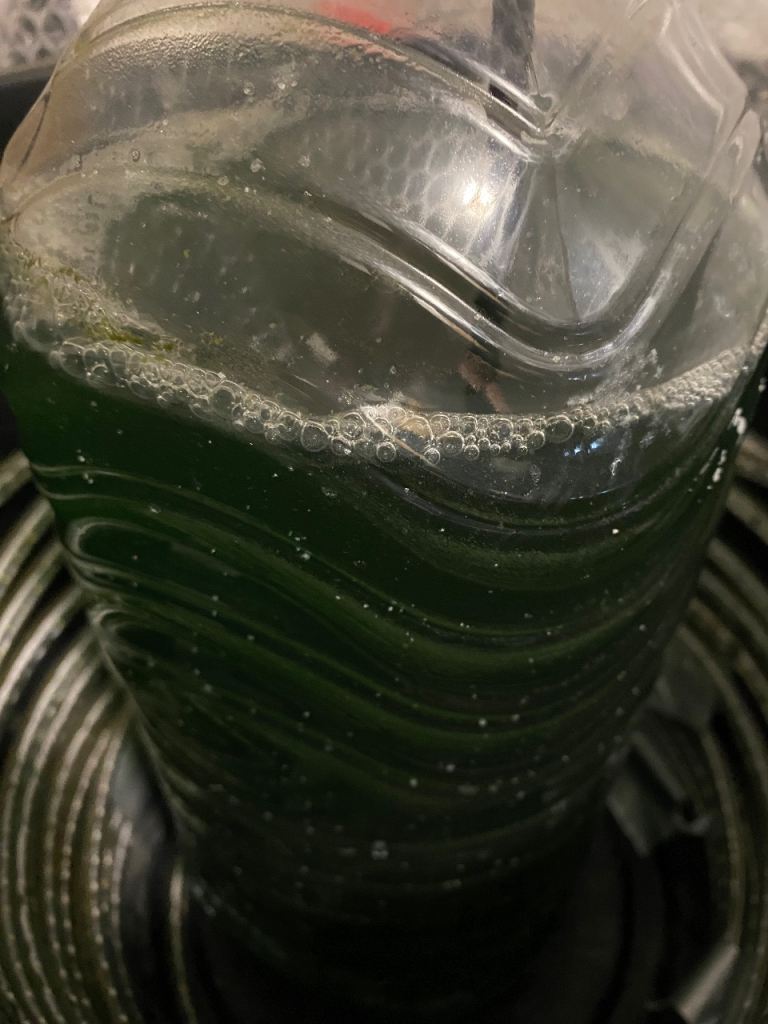 Phytoplankton Nannochloropsis oculata live culture for Marine Reef Aquariums 