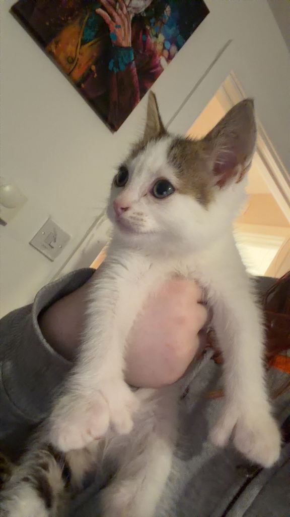 9 week Maincoon Calaco kitten 