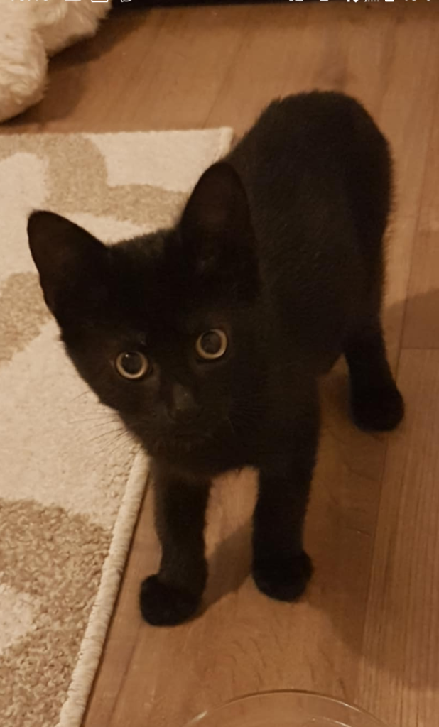 Black Girl Kitten Looking for a Loving Home 