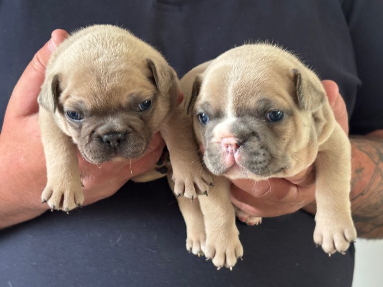 Beautiful KC Reg French bulldog pups 