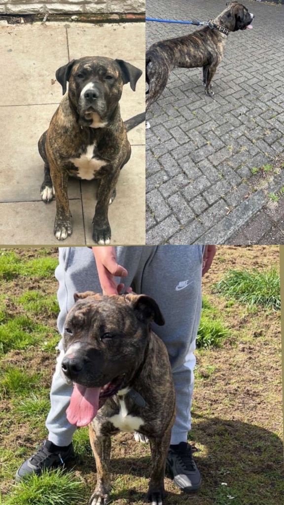 Outstanding Presa Canario puppies