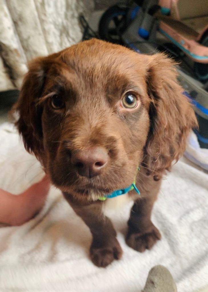 Ready now Stunning Sprocker puppies cocker X springer spaniel