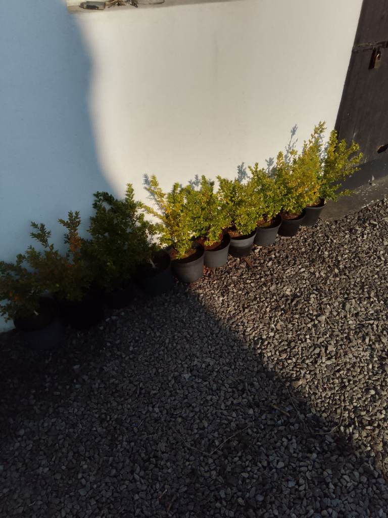 Boxwood plants 