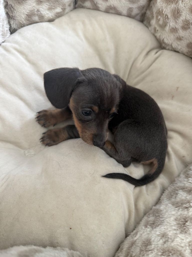 Miniature Dachshunds, two silver females 