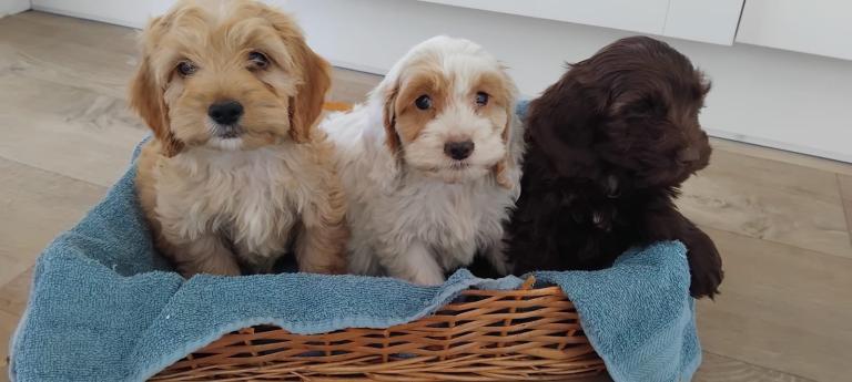 Adorable cockapoo puppies
