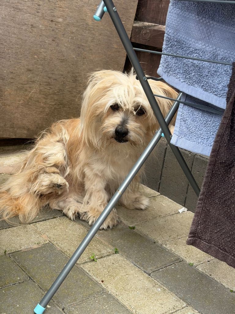     Ayla – Lovely Female Yorkshire, 2 Years Old
