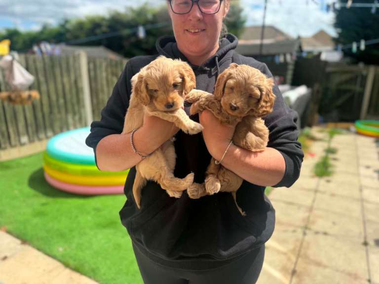 Beautiful cockapoo puppies