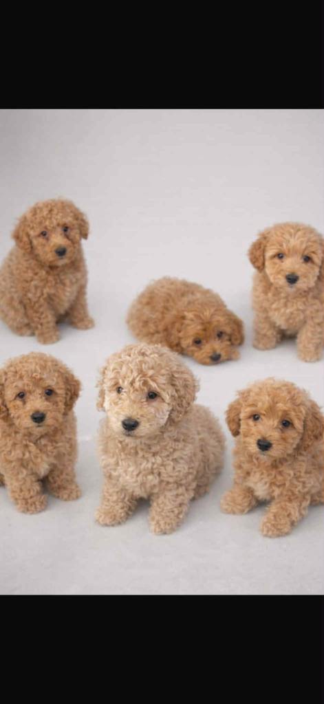 Cavapoo puppies